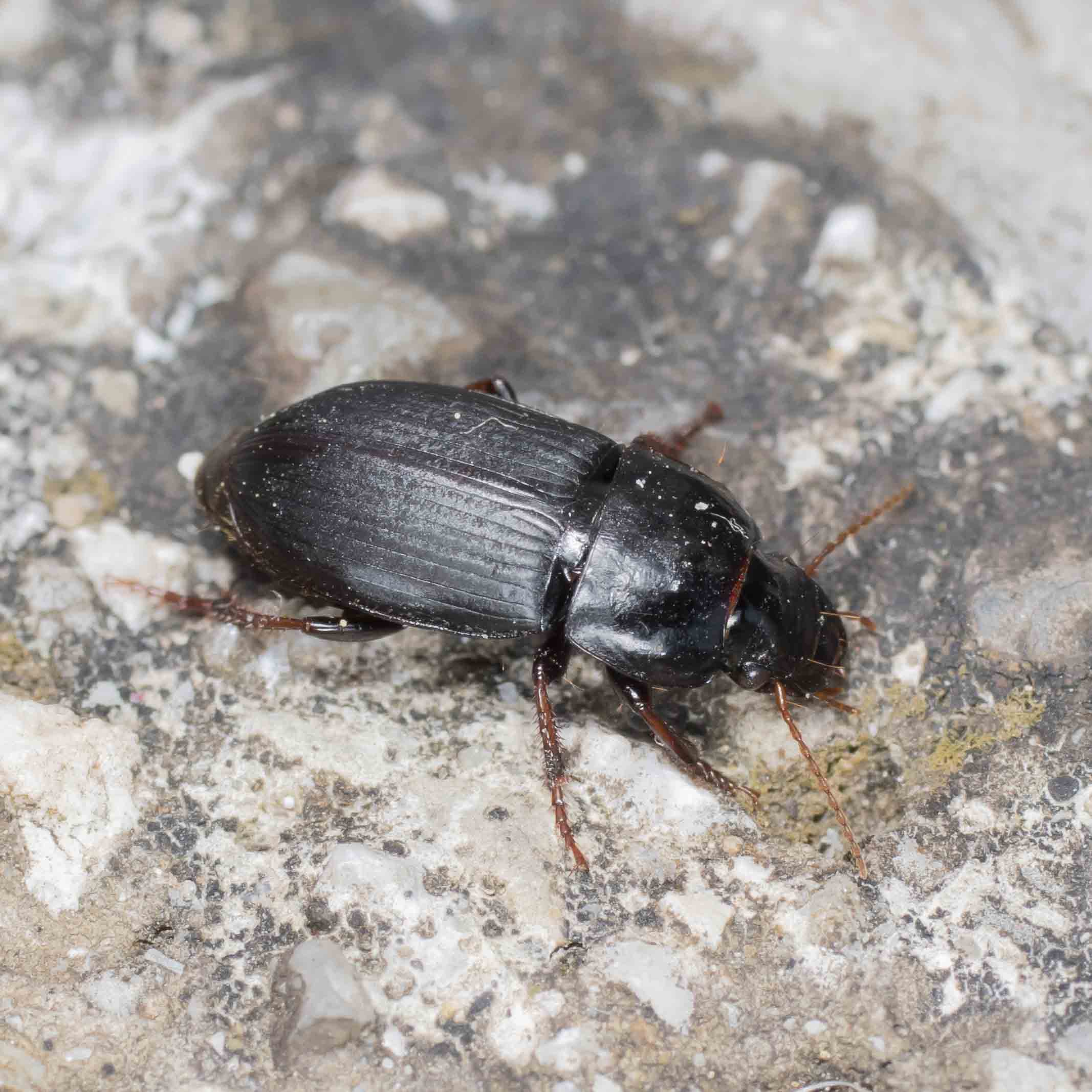Carabidae: Harpalus melancholicus?